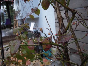 春の予感 003